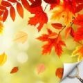 藏品秋园免费版