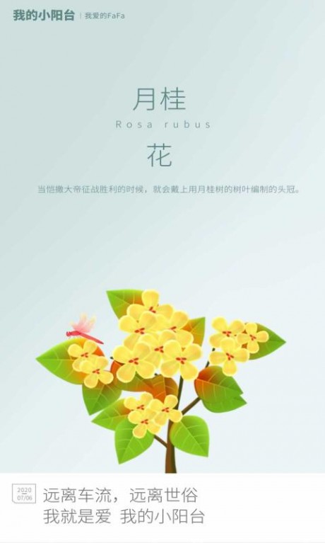 我的小阳台红包版