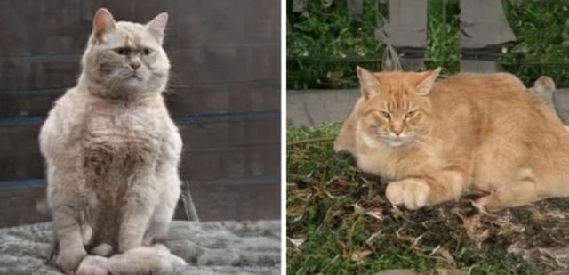 This Cat Does Not Exist