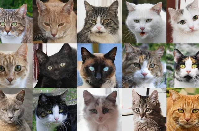 This Cat Does Not Exist