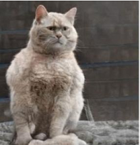 This Cat Does Not Exist