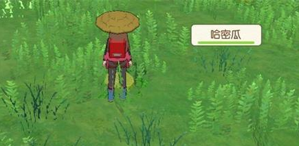 《小森生活》海岛采集什么好