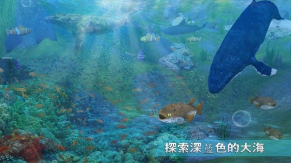 天天养鲸鱼