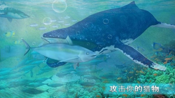 天天养鲸鱼