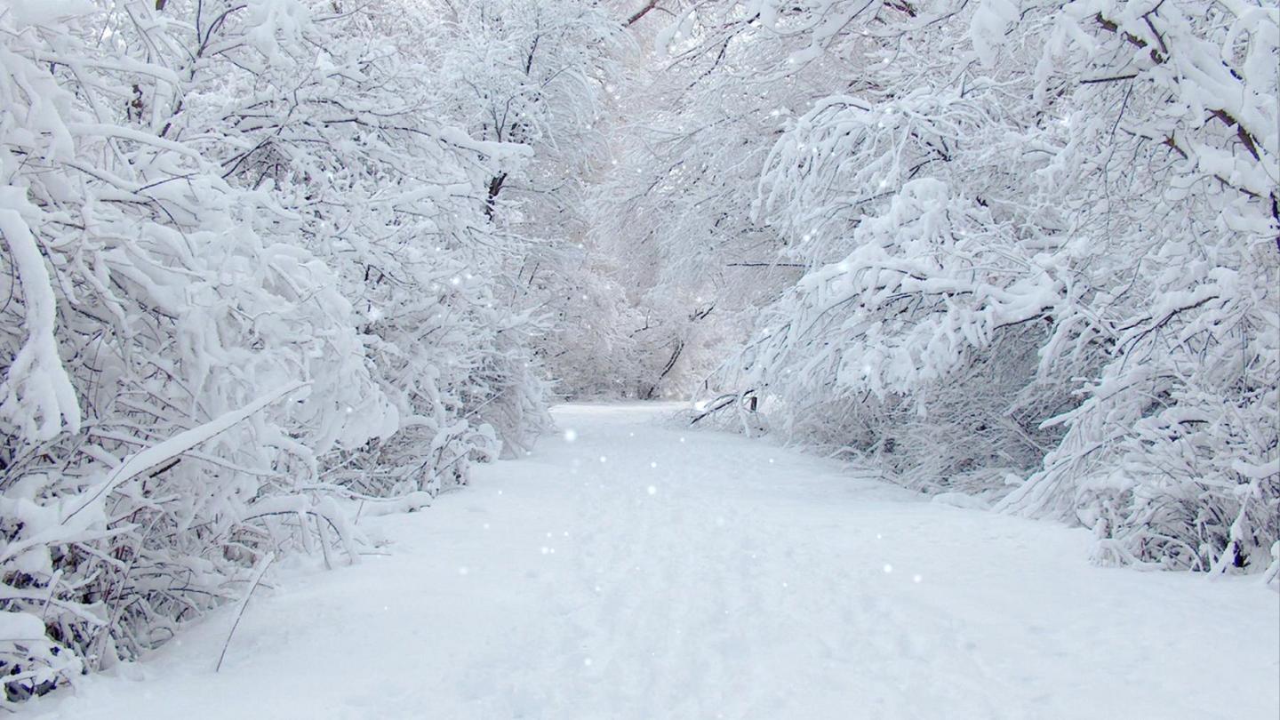 光遇认真的雪乐谱