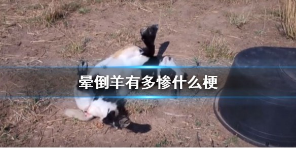 晕倒羊有多惨什么梗