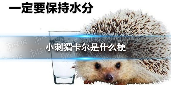 小刺猬卡尔是什么梗
