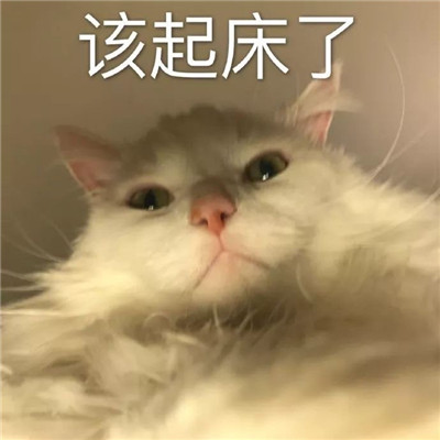 热门微信表情包