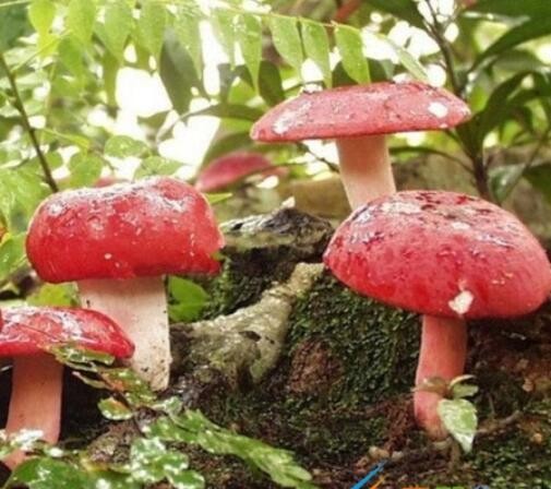 红伞伞白杆杆是什么梗