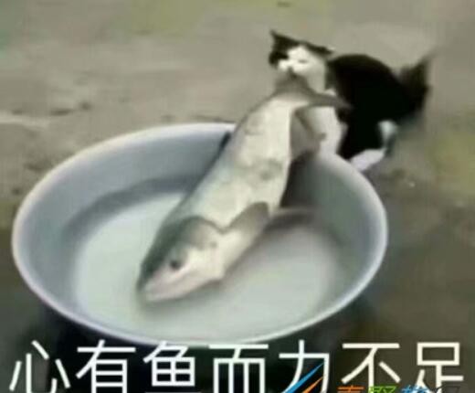 心有鱼而力不足是什么梗