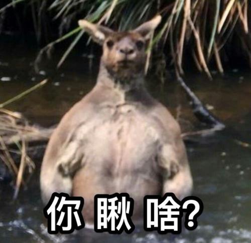 《抖音》袋鼠仰头表情包分享