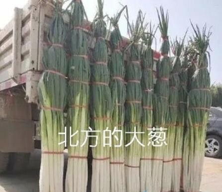 北方的朋友回避一下是什么意思