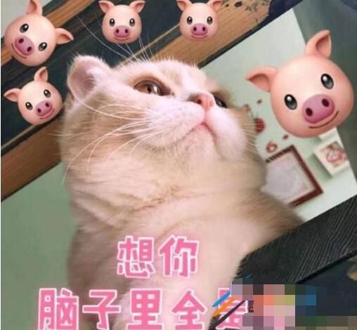 sxn是什么梗