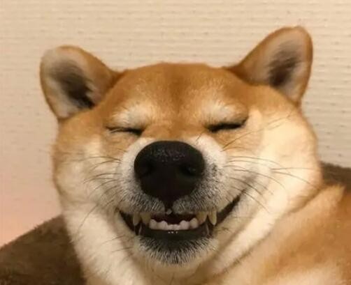 喂狗还友是什么梗