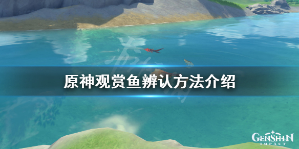 《原神》观赏鱼怎么得？观赏鱼辨认方法介绍