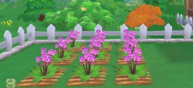 《摩尔庄园手游》蝴蝶兰种子获取方法介绍