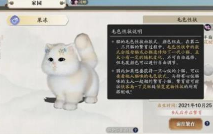 《天涯明月刀手游》猫咪繁育攻略
