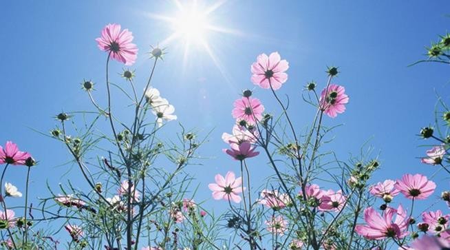 蚂蚁新村11月9日：理塘县因格桑花海，被称为"天空之城”，“格桑"意为？