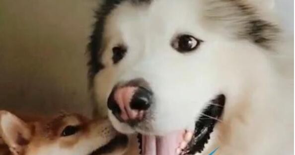 贴贴怪是什么梗
