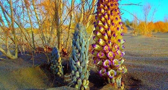 蚂蚁庄园11月23日：哪种植物会寄生在梭梭根部？