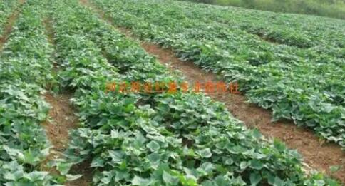 1637809593885315.jpg 20211125095812_15018.jpg