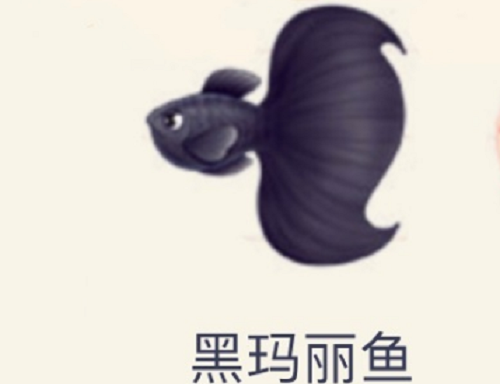 《摩尔庄园手游》黑玛丽鱼钓鱼位置介绍
