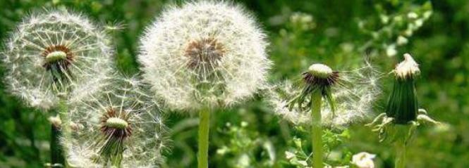 蚂蚁庄园11月30日：下列哪种植物又被称为黄花地丁婆婆丁？