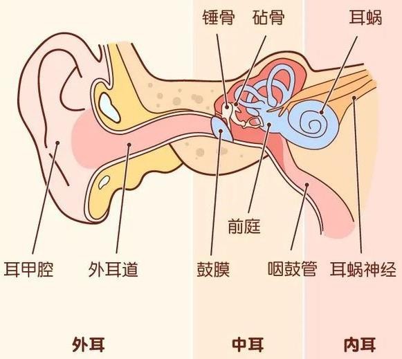 蚂蚁庄园12月3日：以下哪个属于导致耳聋的因素？