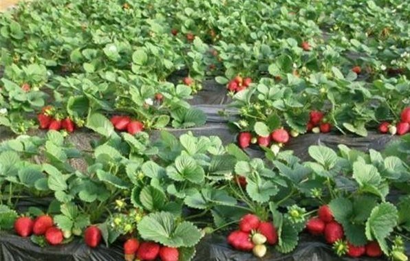 蚂蚁新村1月6日：在种植过程中，草莓需要补钙吗？