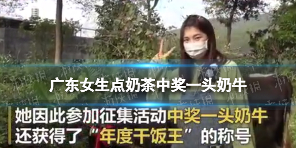 广东女生点奶茶中奖一头奶牛怎么回事