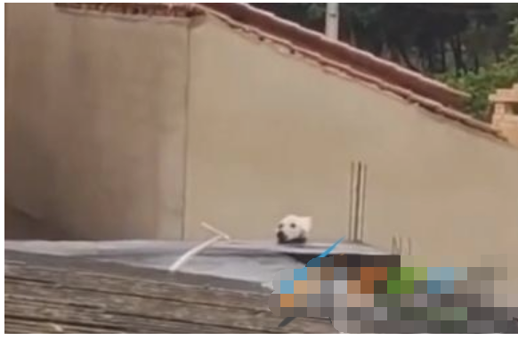 这拉布拉多真好看是什么梗