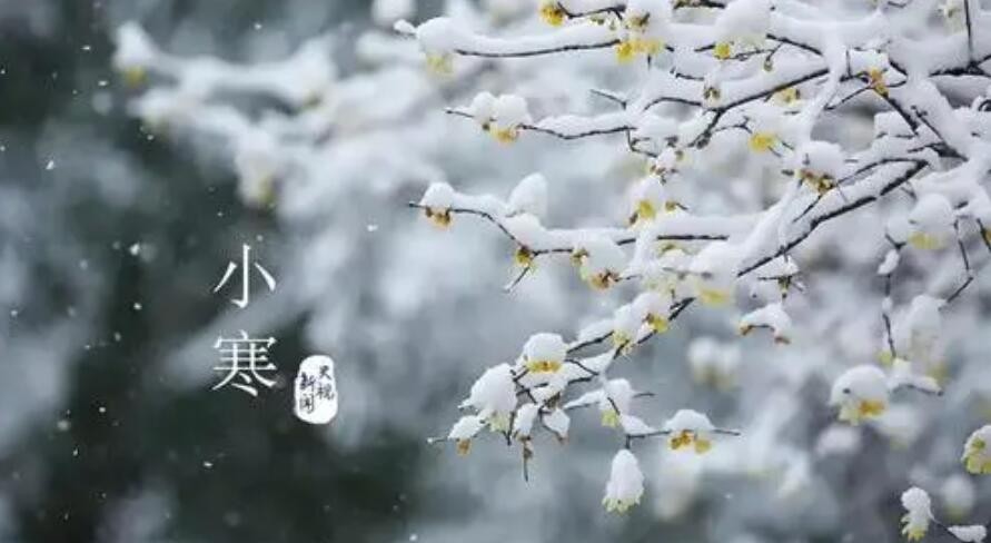 蚂蚁庄园1月20日：“小寒”和“大寒”都是冬季节气，大多数情况下哪个时段更冷？
