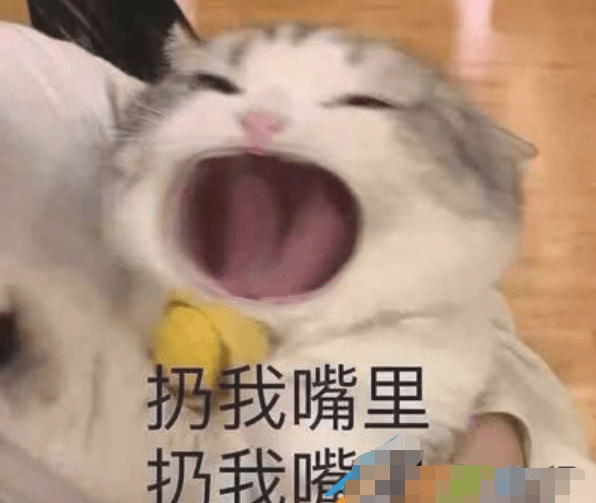 没有一袋砂糖橘能过夜是什么梗