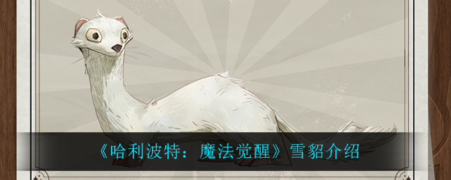 《哈利波特：魔法觉醒》雪貂介绍