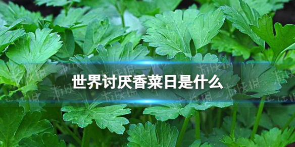 2月24日世界讨厌香菜日介绍