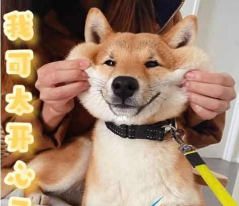 人柴是什么梗