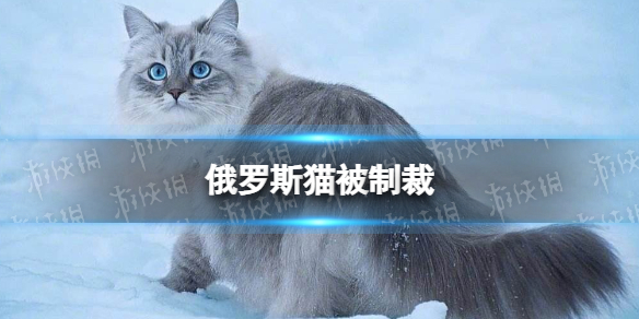 俄罗斯猫被制裁怎么回事