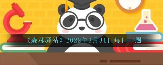 《森林驿站》2022年3月31日每日一题