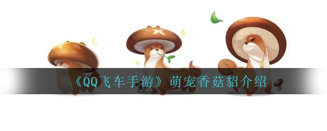 《QQ飞车手游》萌宠香菇貂介绍