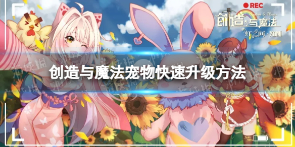 创造与魔法宠物升级最快的方法 宠物快速升级方法推荐
