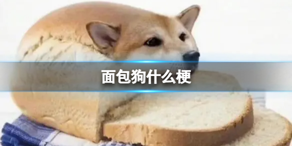 假如我变成面包狗是什么梗