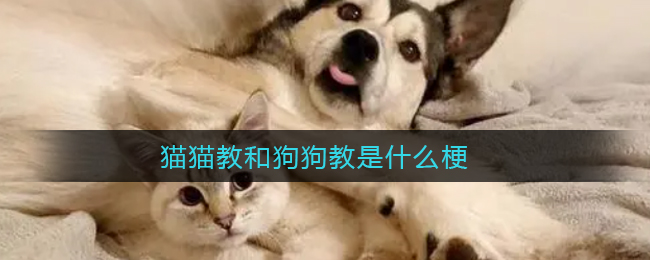 猫猫教和狗狗教是什么梗