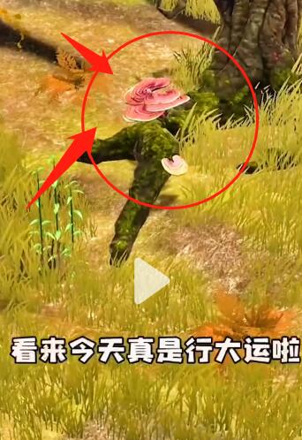 《夺笋高手》九转还魂芝位置介绍