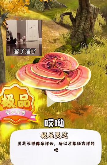 《夺笋高手》九转还魂芝位置介绍