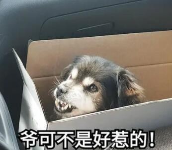 吹狗哨暴力是什么梗