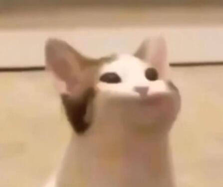 popo猫是什么梗