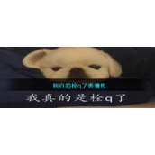 我真的栓q了表情包