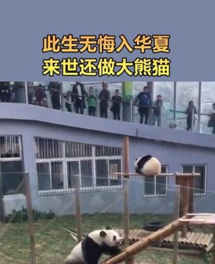 此生无悔入华夏来世愿做大熊猫是什么梗