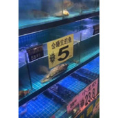 会睡觉的鱼是什么梗