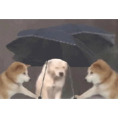 抖音爷们要战斗是什么梗